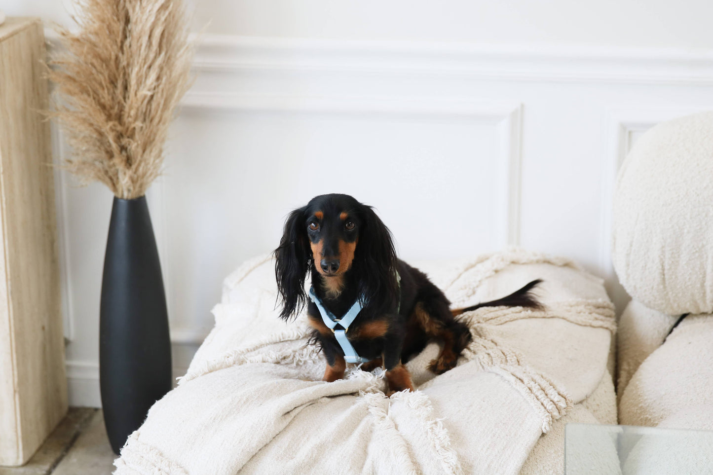 Harnais bi couleur bleu vert FURLOU