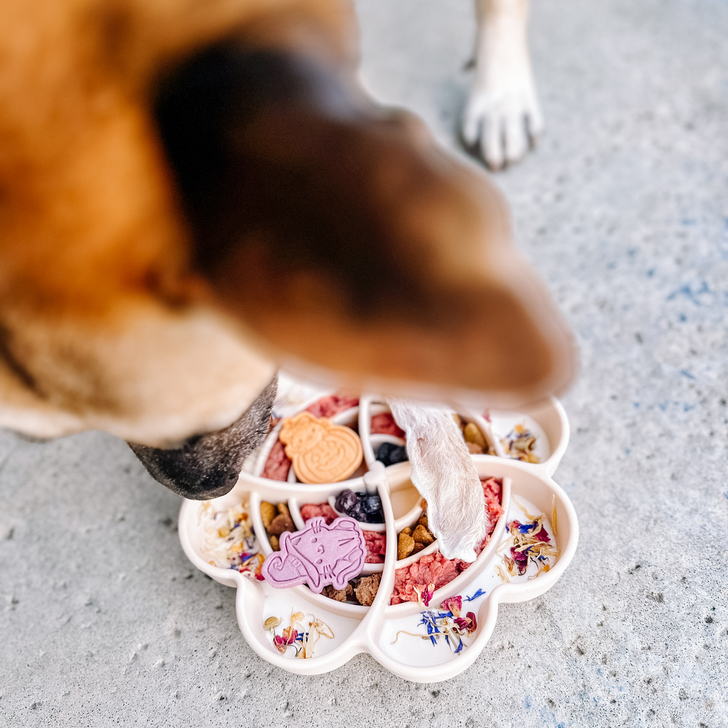 Amour Mangeoire Lente - Neige