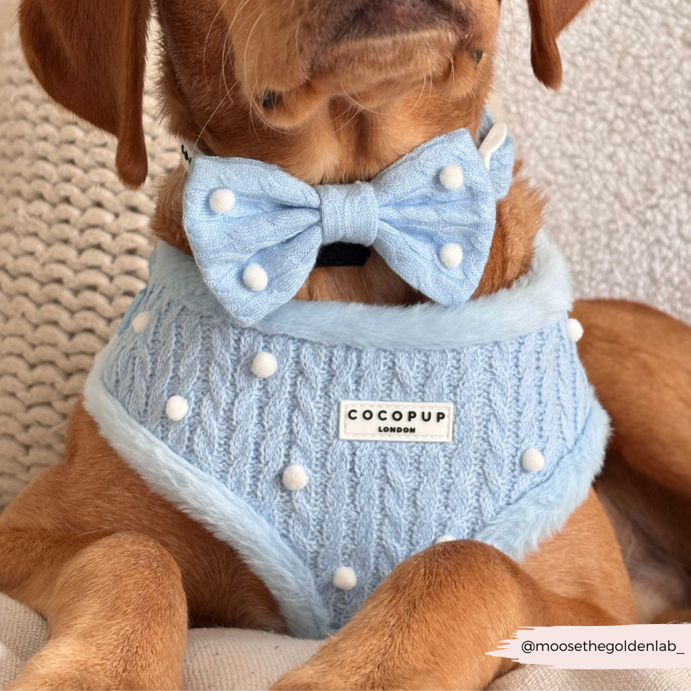 Nœud papillon Snowpaws