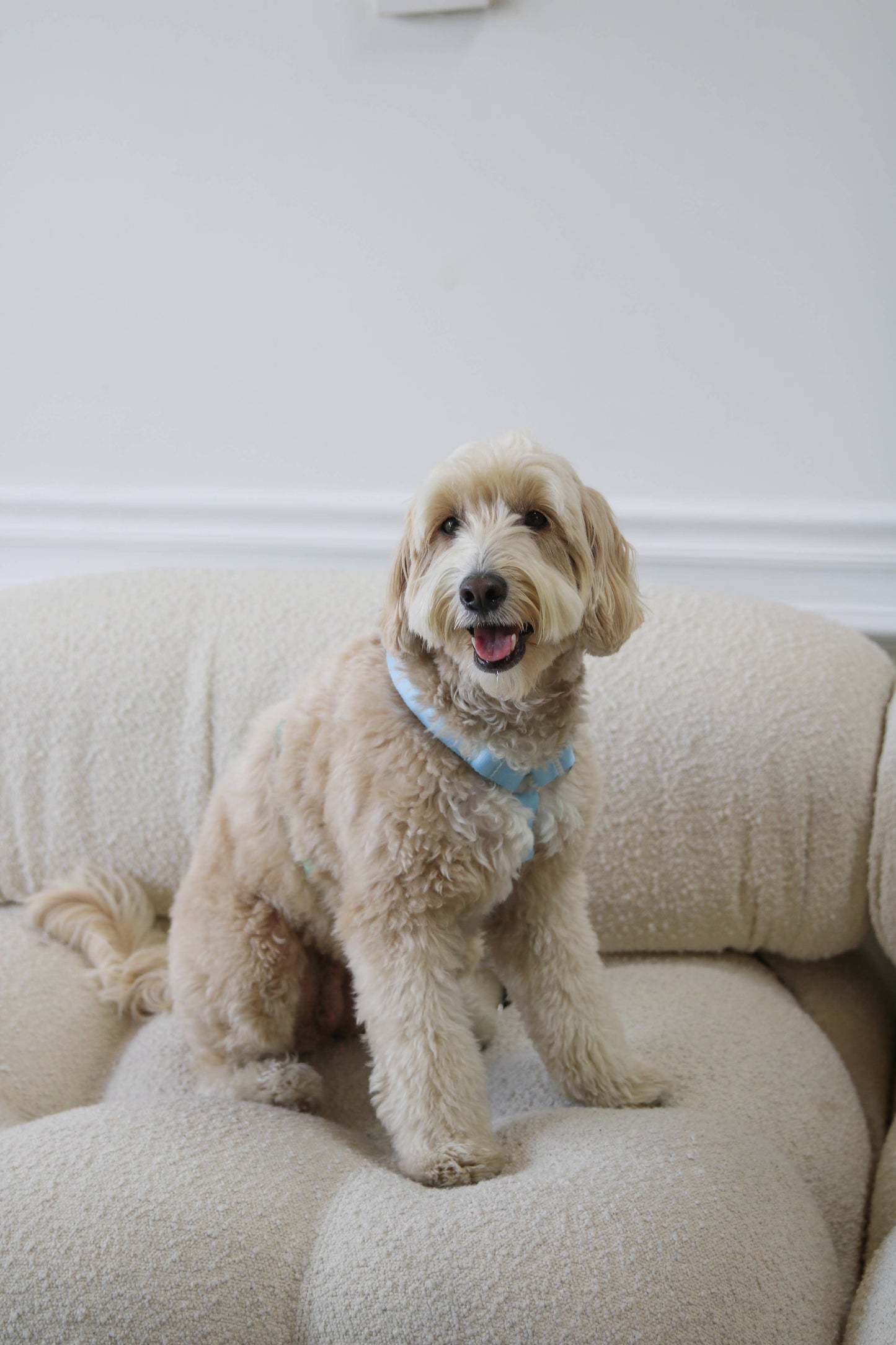 Harnais bi couleur bleu vert FURLOU