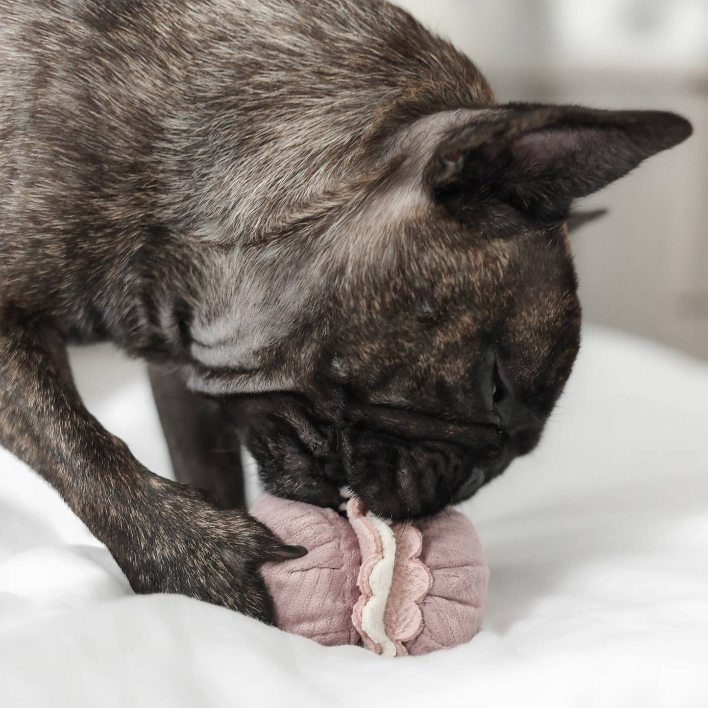 JOUET POUR CHIEN PETITE TWO/ENRICHMENT