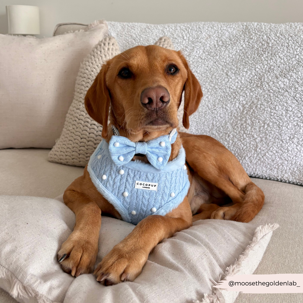 Nœud papillon Snowpaws