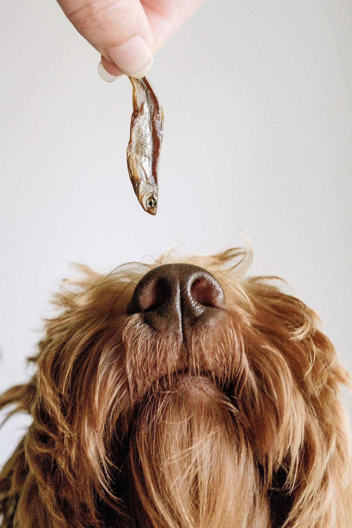 Parti à la pêche - Poisson séché à l'air