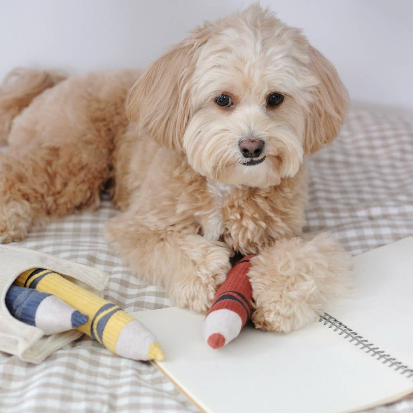 JOUET POUR CHIEN CRAYONS/ENRICHISSEMENT