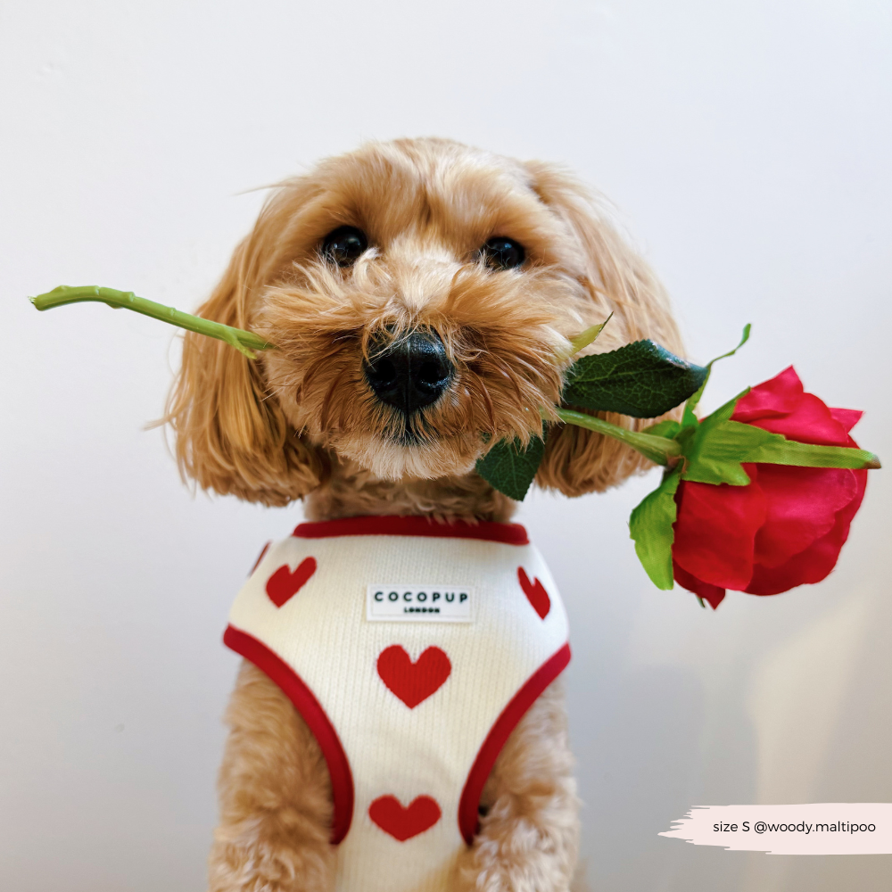 Harnais de Cou Tricoté Réglable