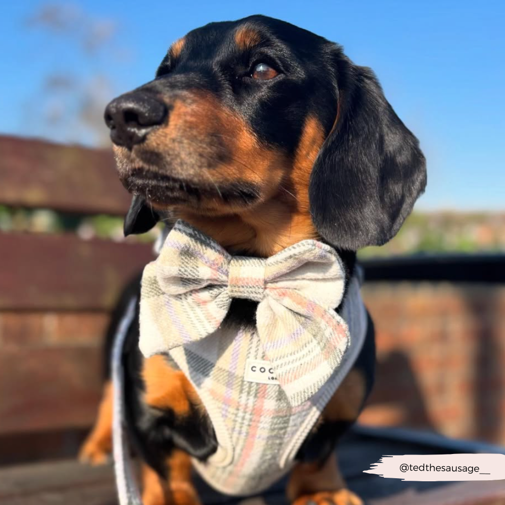 Nœud papillon marin à carreaux de printemps