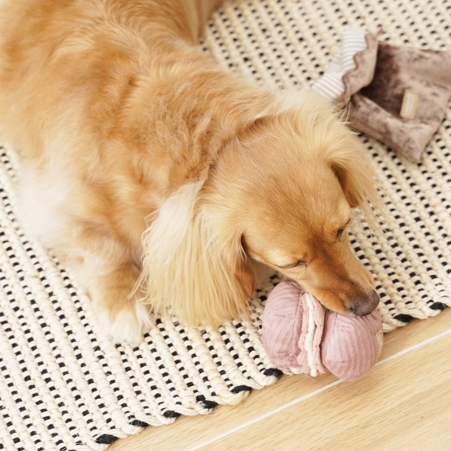 JOUET POUR CHIEN PETITE TWO/ENRICHMENT