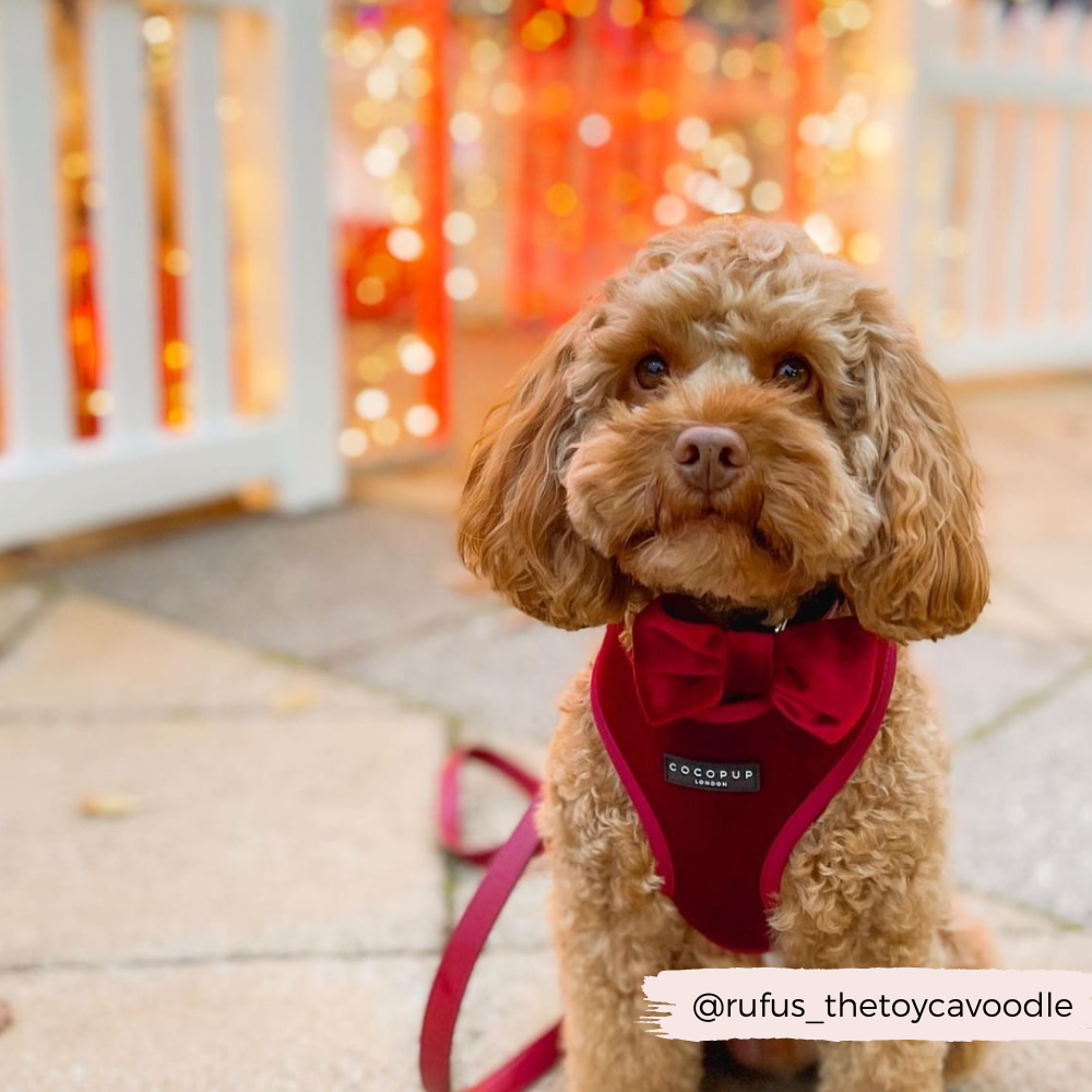 Nœud papillon en velours LUXE - Rouge baie
