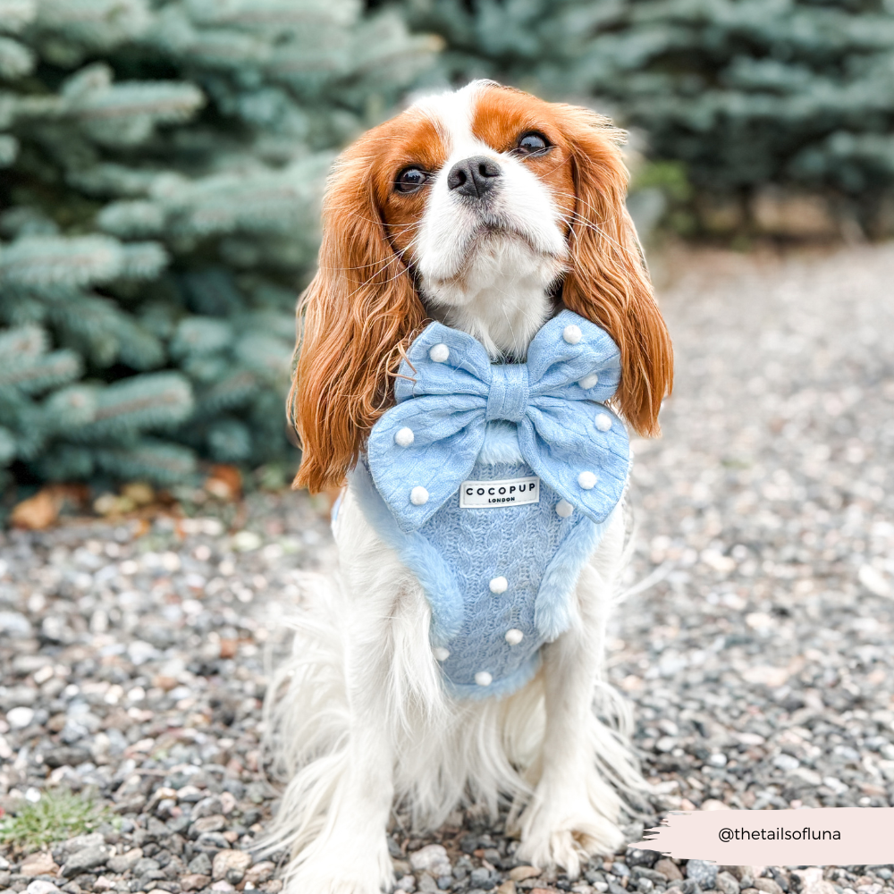 Nœud papillon marin Snowpaws