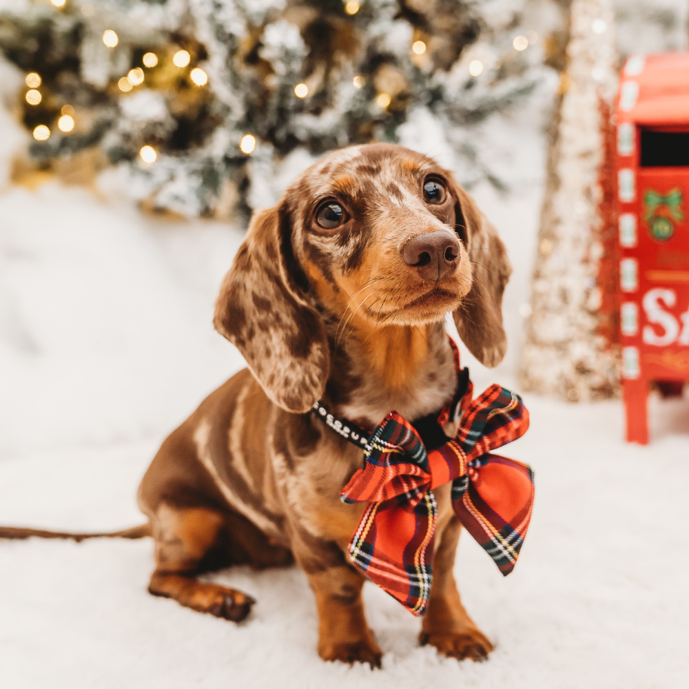 Nœud papillon Tartan Sailor