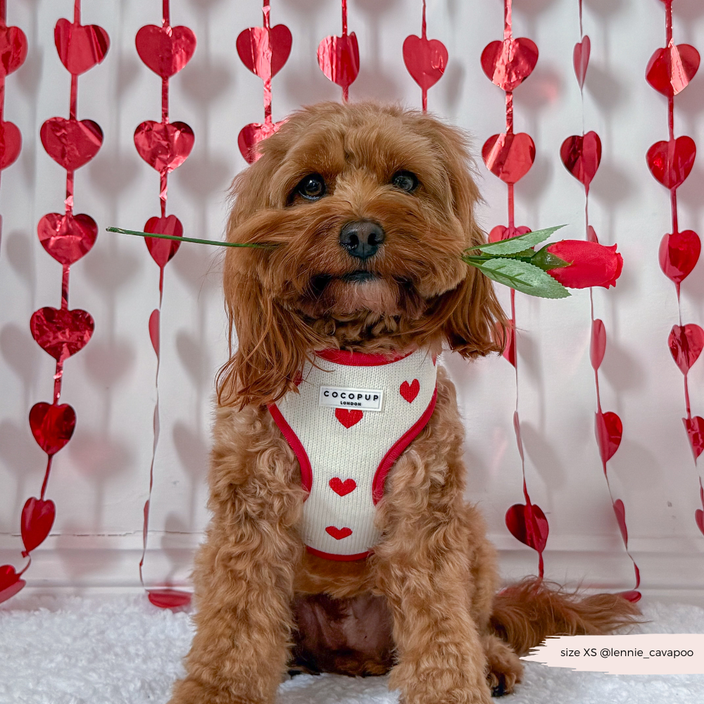 Harnais de Cou Tricoté Réglable