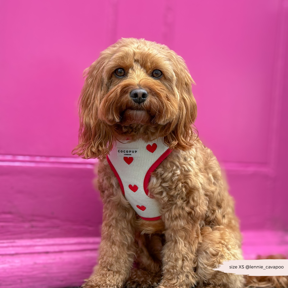 Harnais de Cou Tricoté Réglable