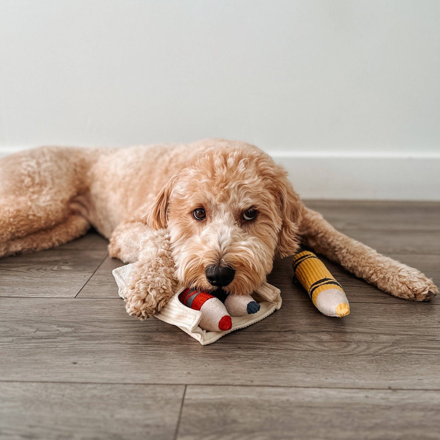 JOUET POUR CHIEN CRAYONS/ENRICHISSEMENT