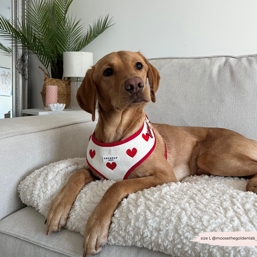 Harnais de Cou Tricoté Réglable