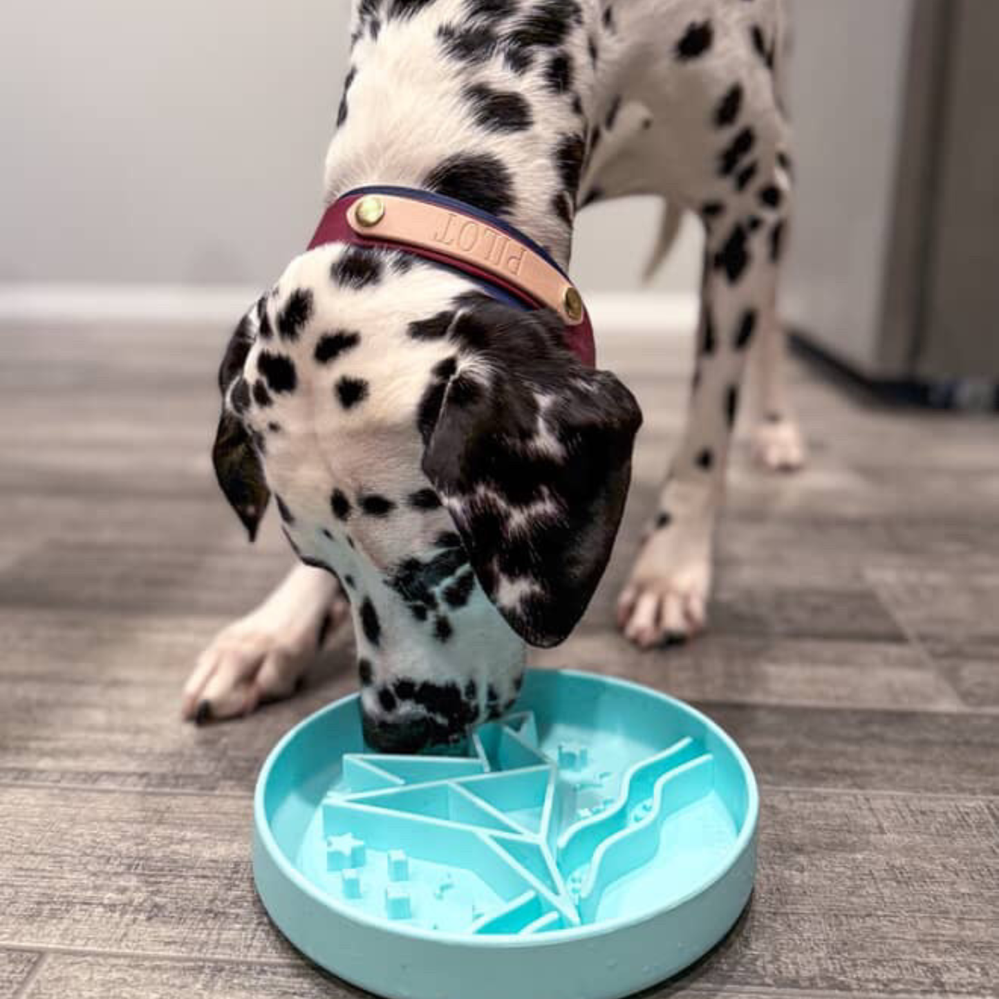 Signature Origami Mangeoire Lente Bleue