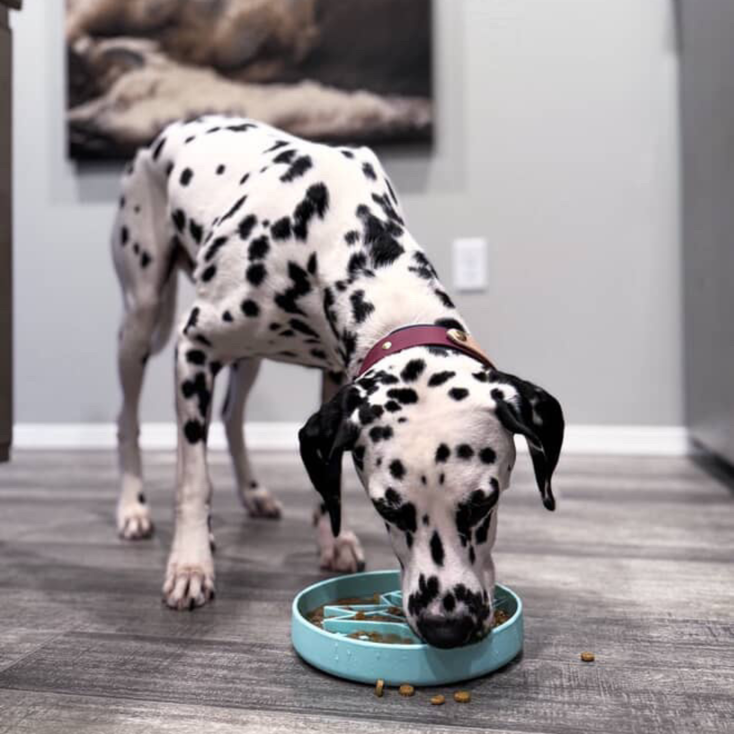 Signature Origami Mangeoire Lente Bleue