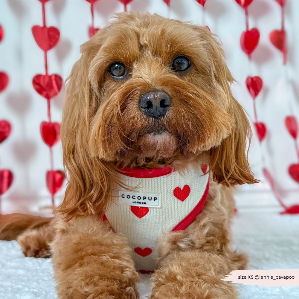 Harnais de Cou Tricoté Réglable