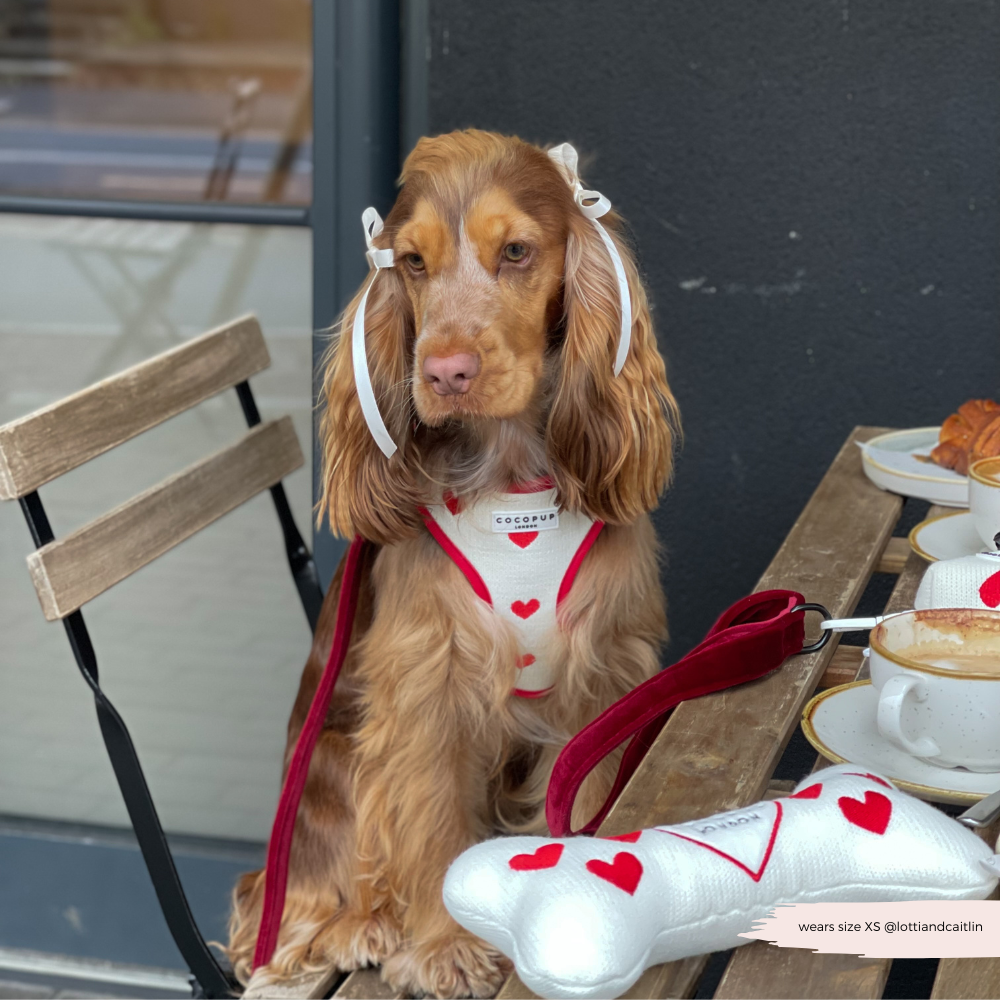 Harnais de Cou Tricoté Réglable