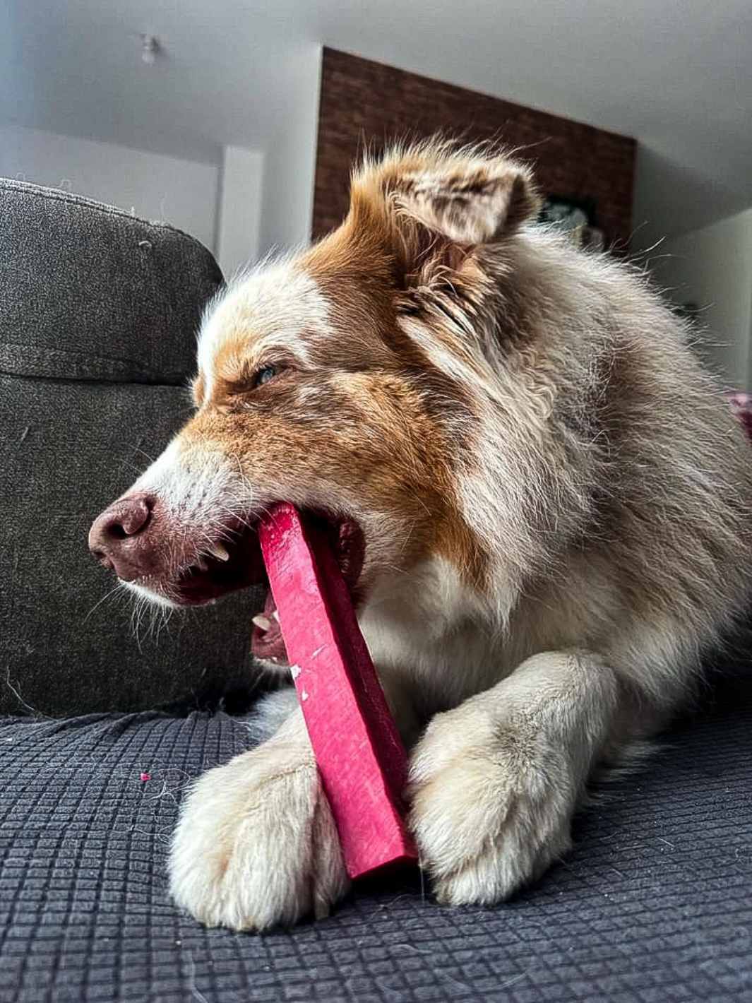 Fromage de yak aromatisé