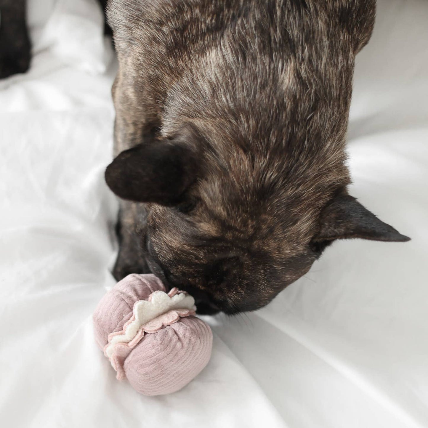 JOUET POUR CHIEN PETITE TWO/ENRICHMENT