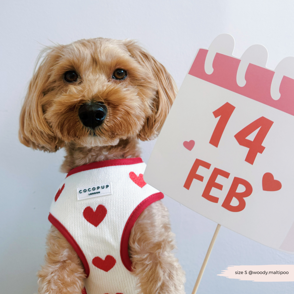 Harnais de Cou Tricoté Réglable