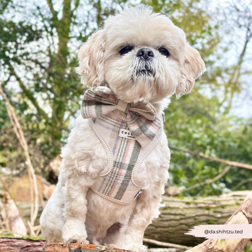 Nœud papillon marin à carreaux de printemps