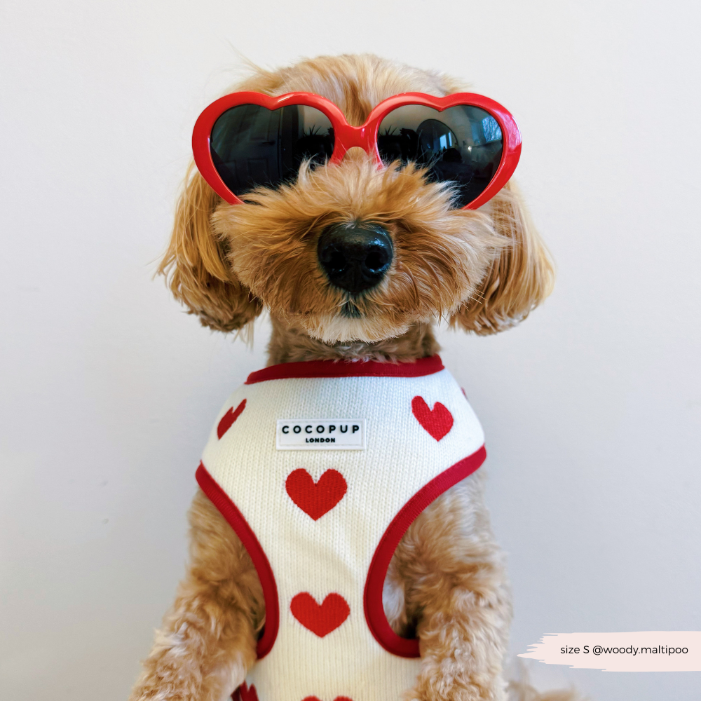 Harnais de Cou Tricoté Réglable