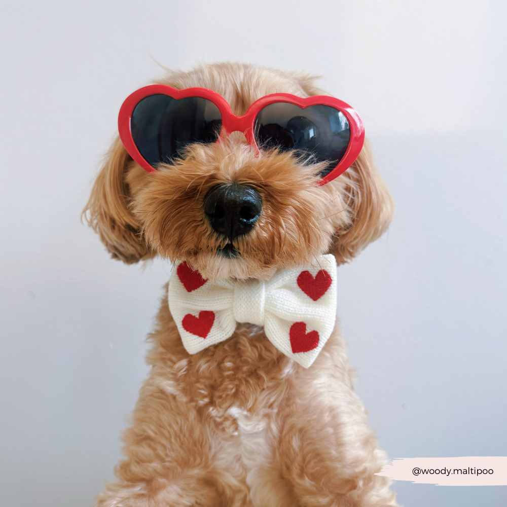 Harnais de Cou Tricoté Réglable