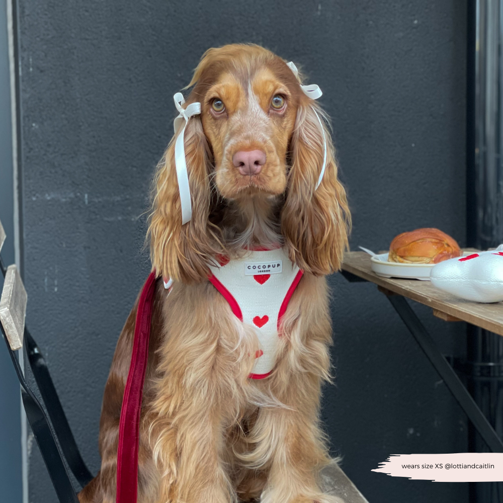 Harnais de Cou Tricoté Réglable