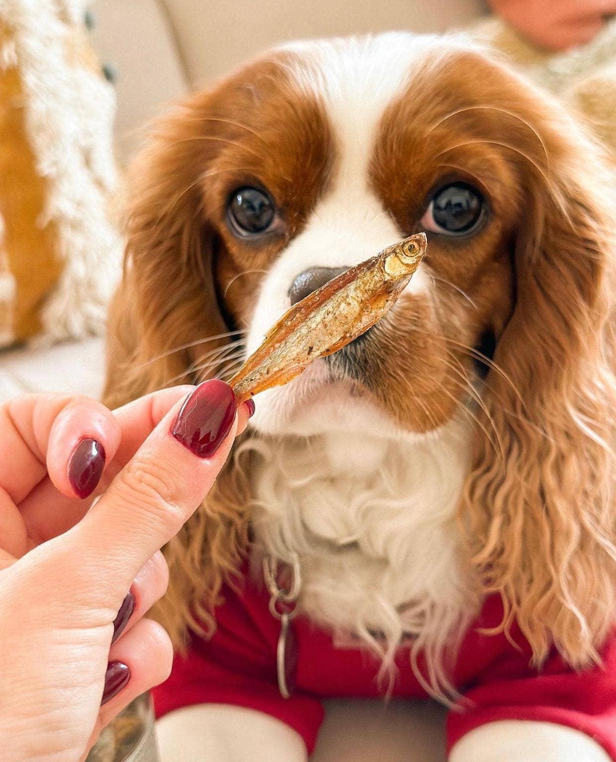 Parti à la pêche - Poisson séché à l'air